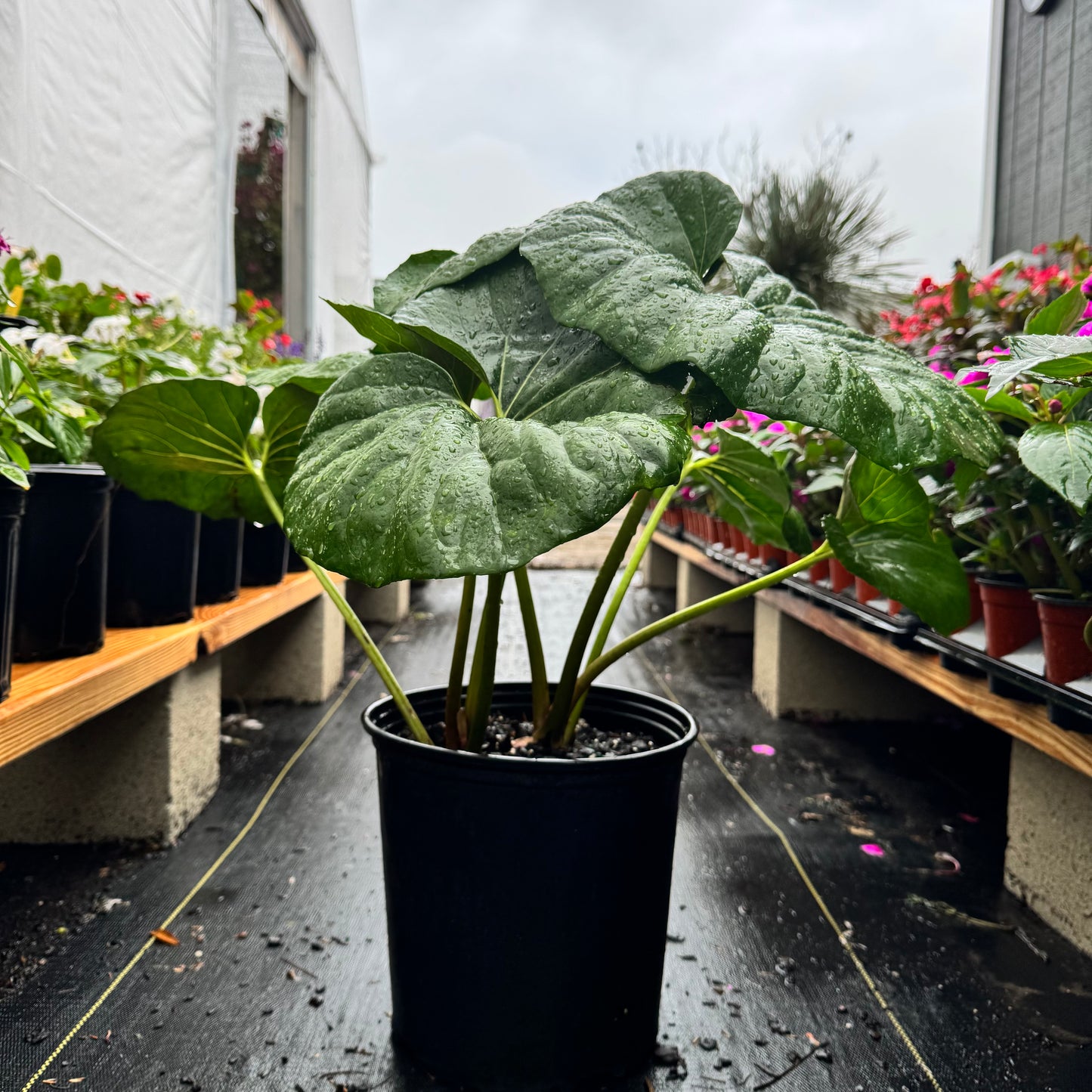 Farfugium Giganteum