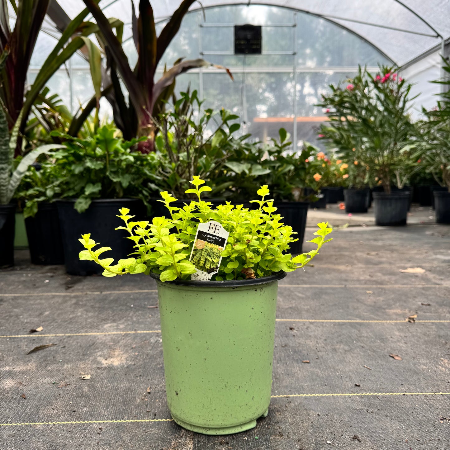 Lysimachia