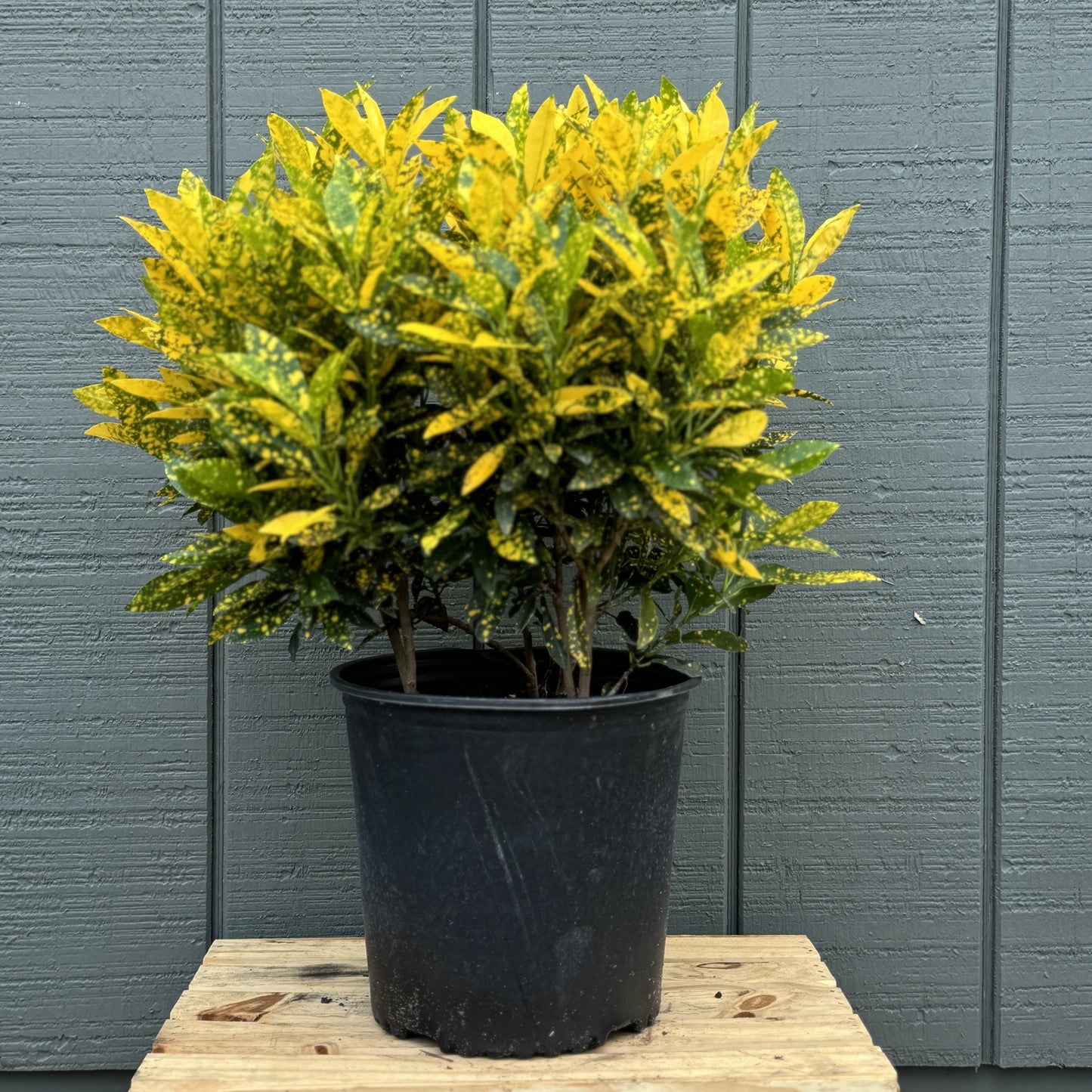 Croton