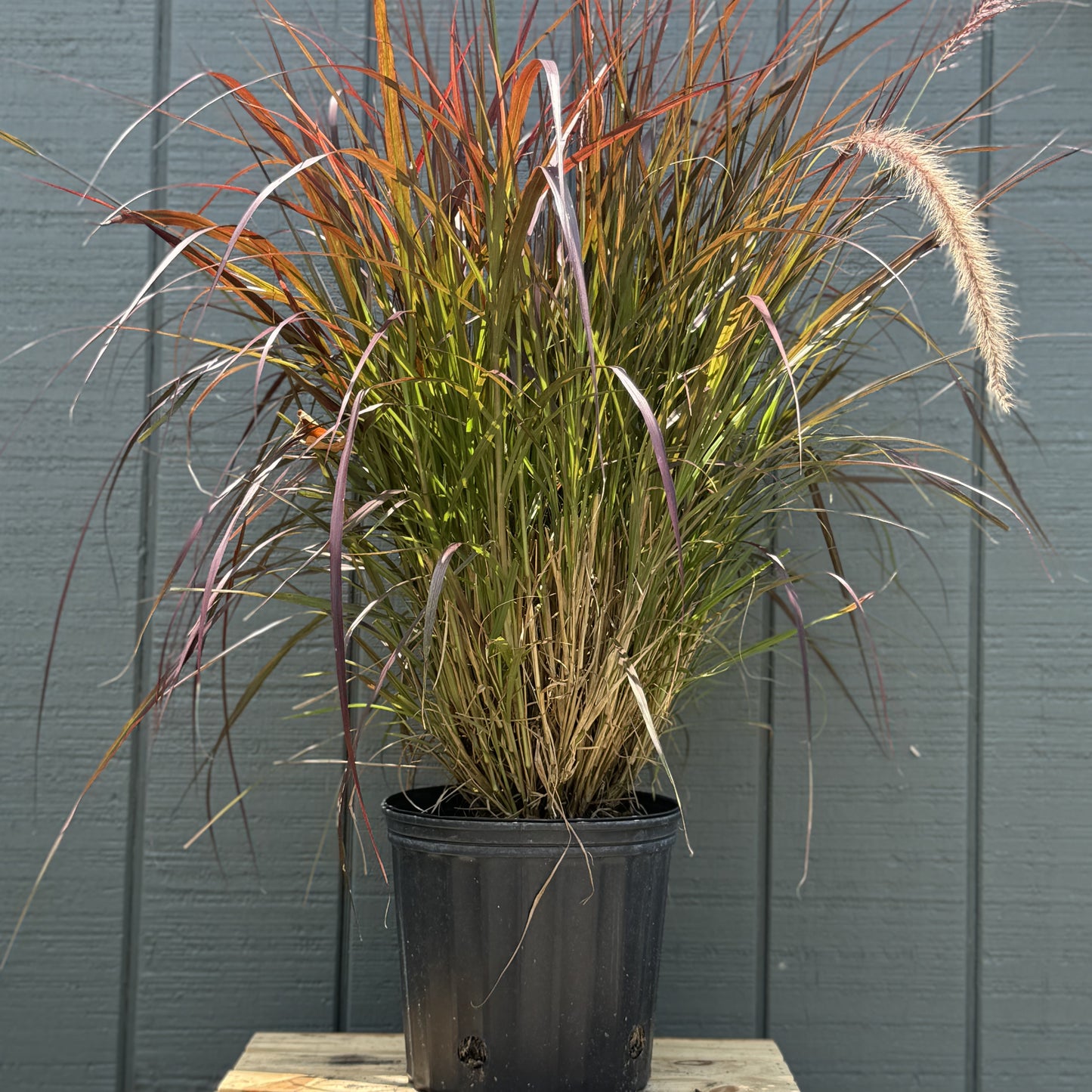 Fountain Grass