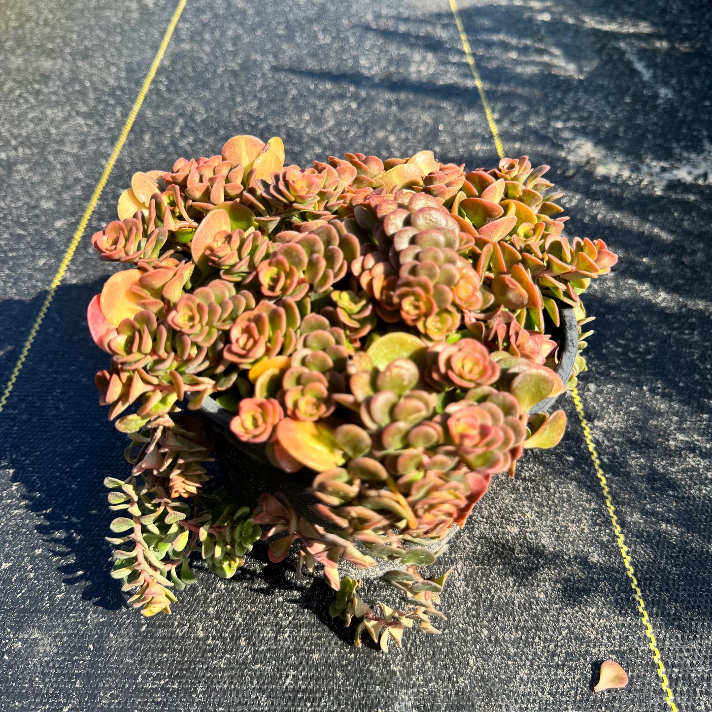 Sedum