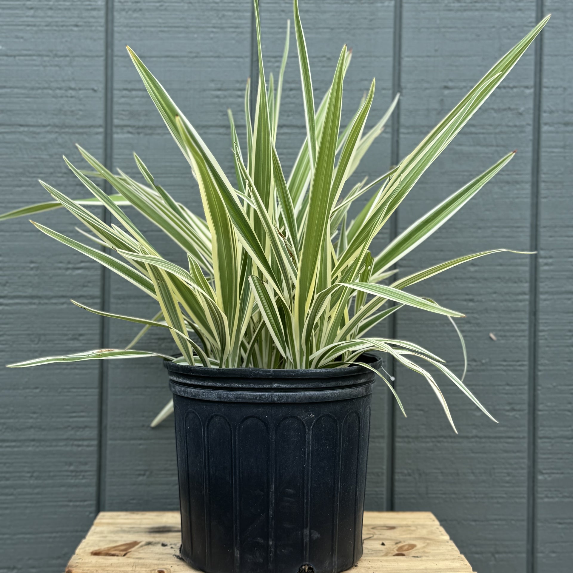 flax lily plant Flax Lily – The Ranch