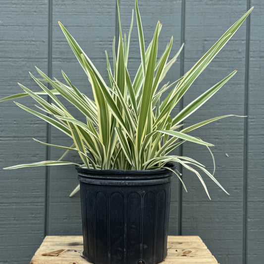 Flax Lily