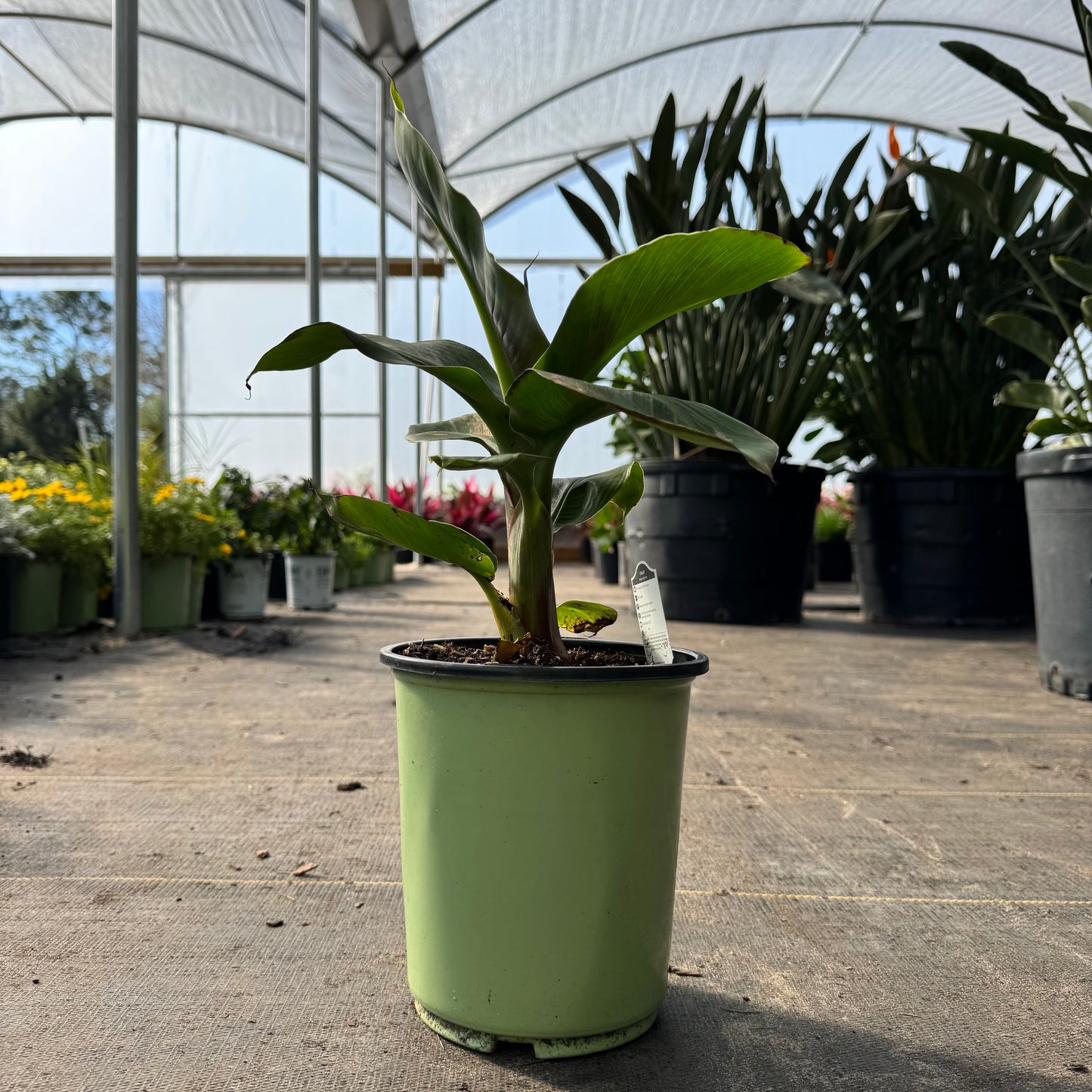 Banana Musa 'Truly Tiny'