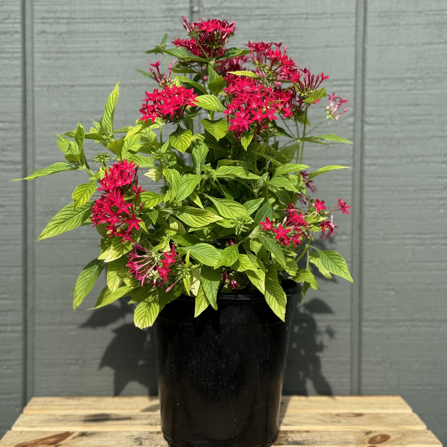 Pentas
