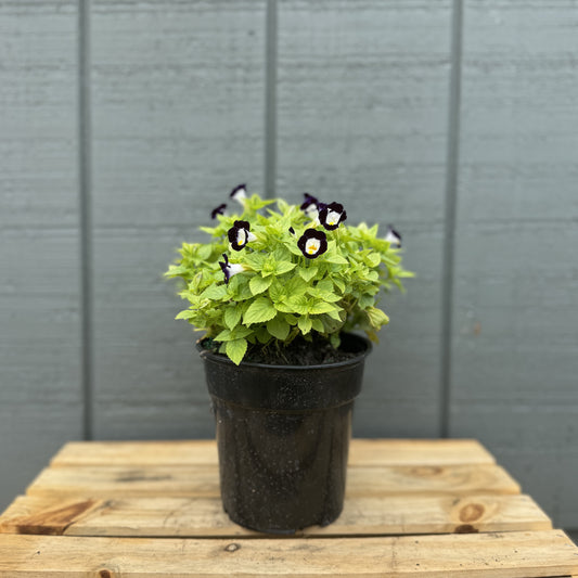 Torenia