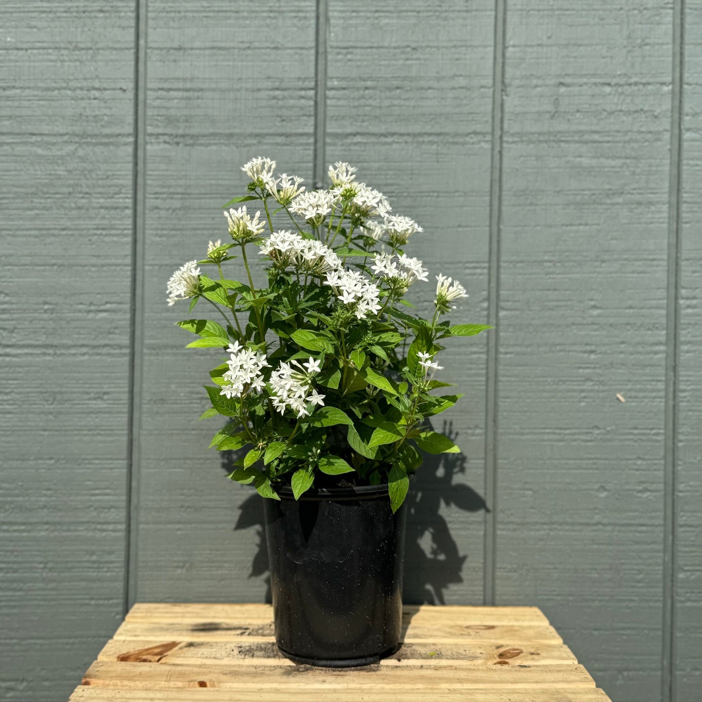 Pentas