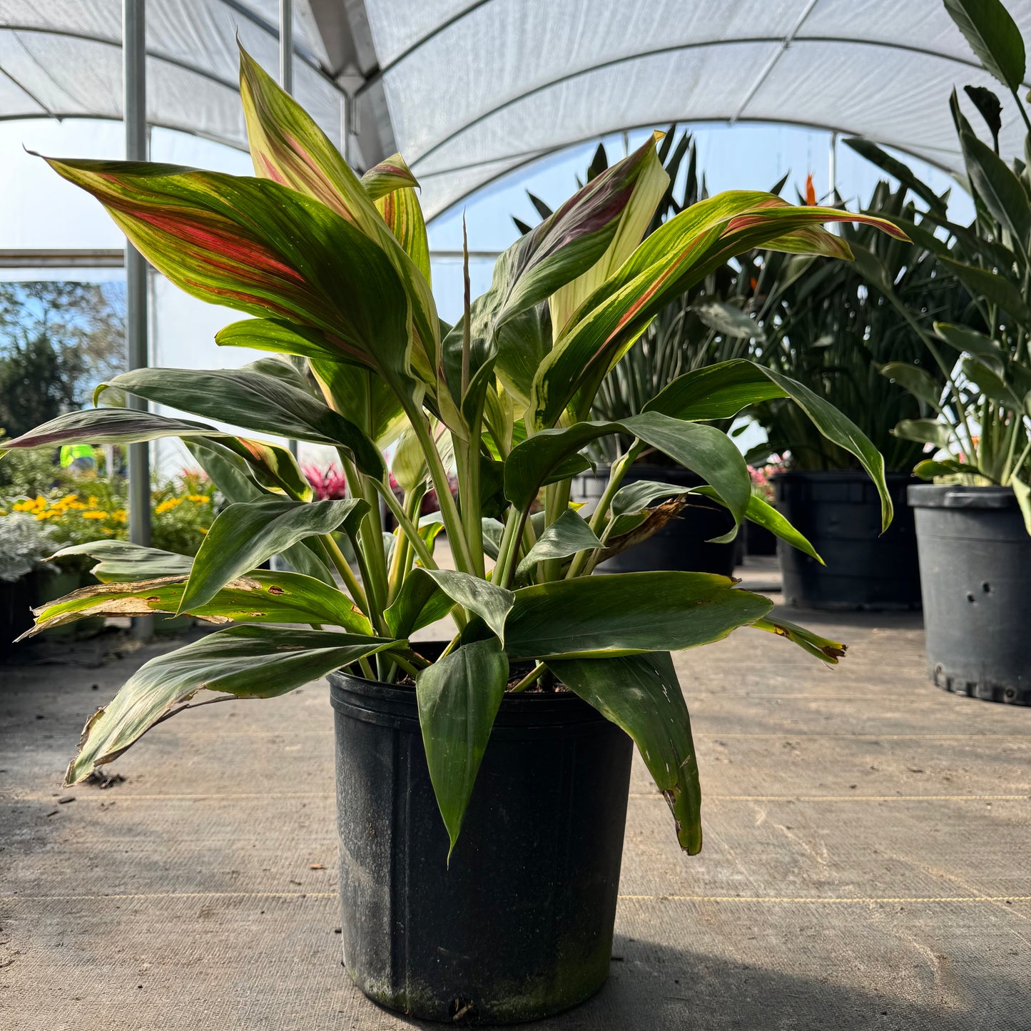 Variegated Ginger