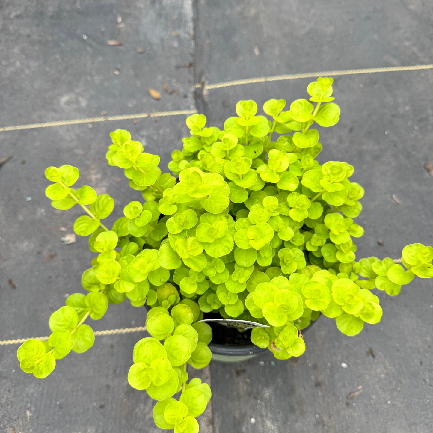Lysimachia
