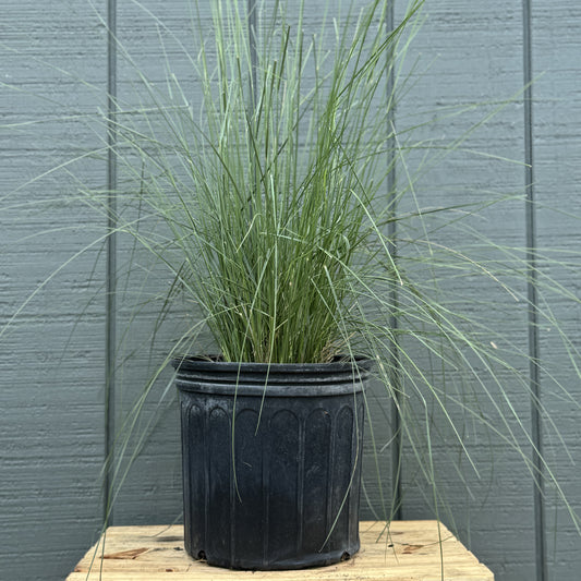 Muhly Grass