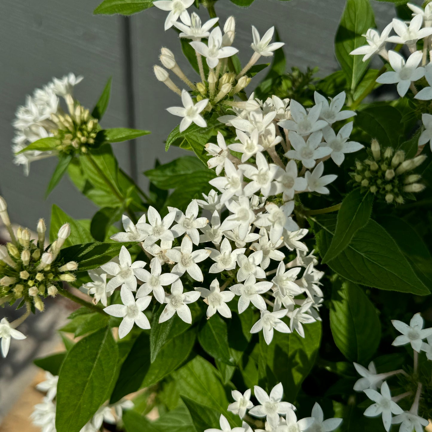 Pentas