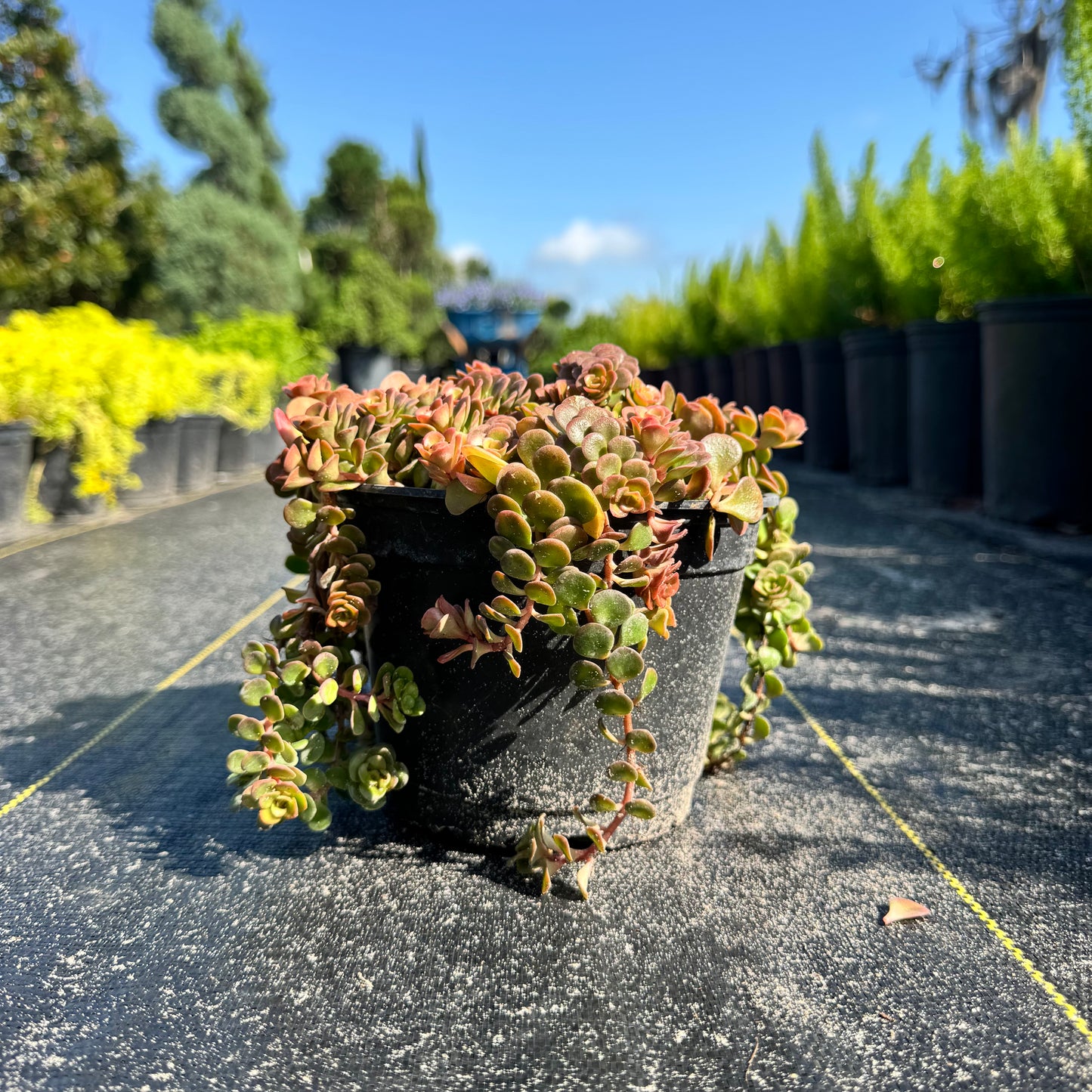 Sedum