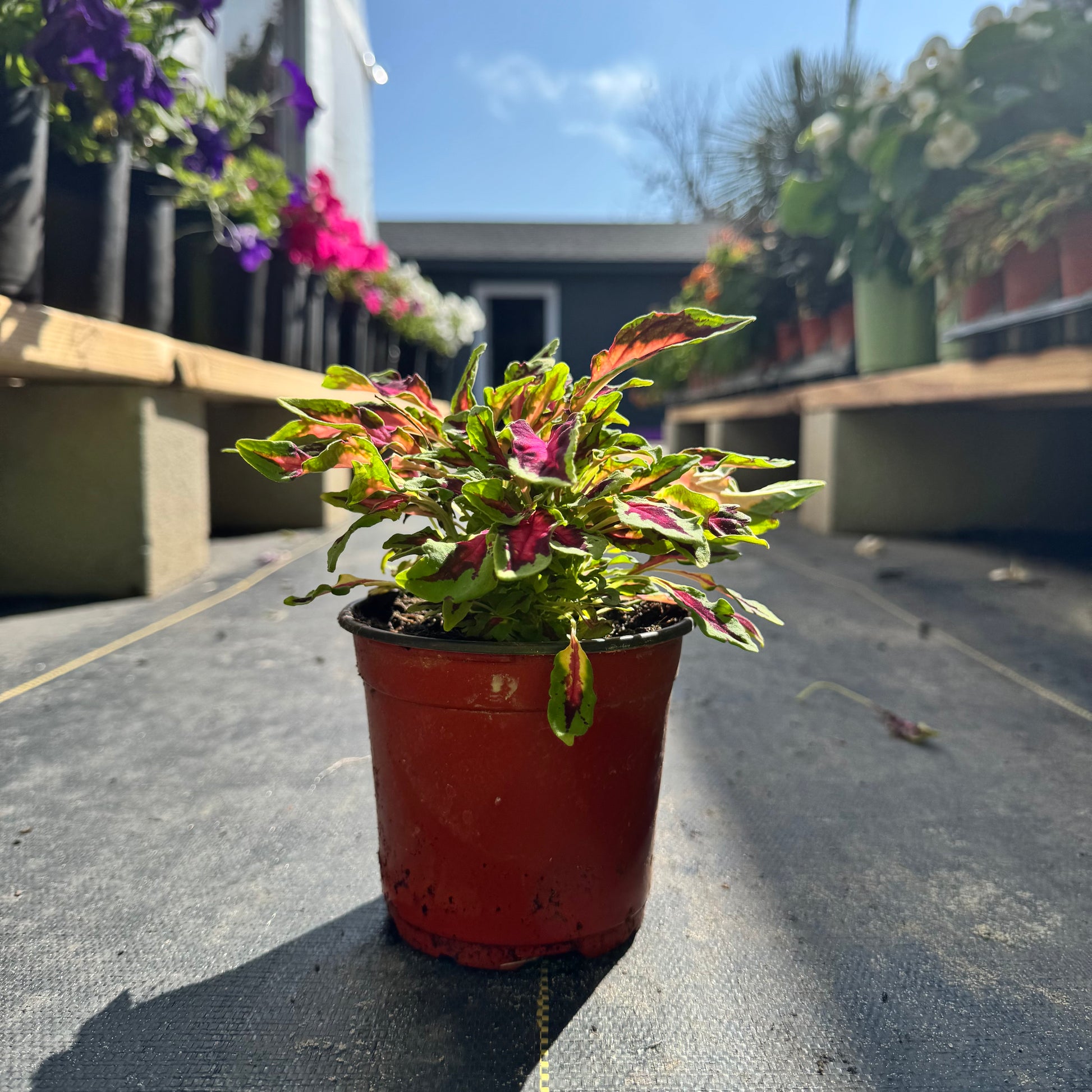 coleus plant air purifier Coleus – The Ranch