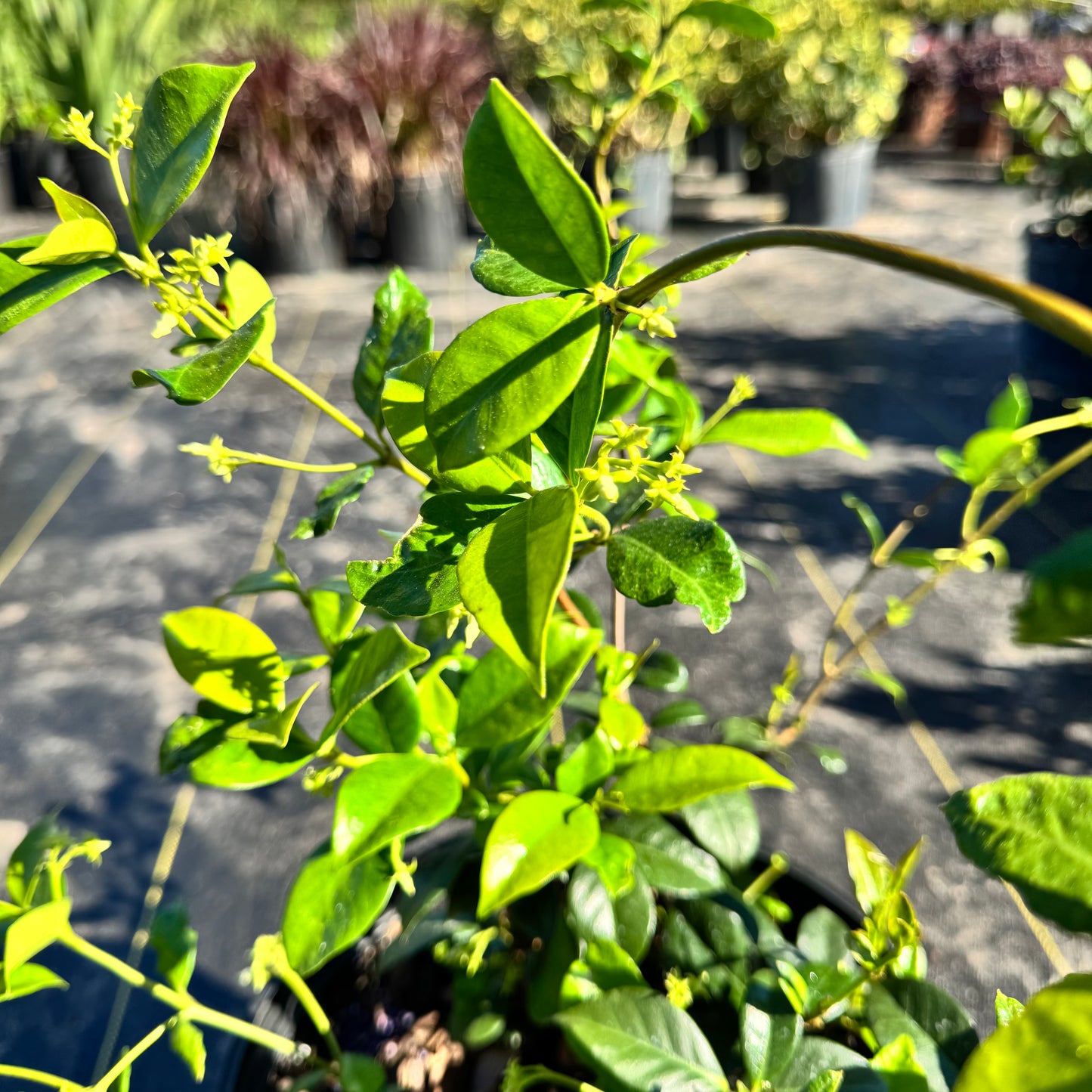 Jasmine Confederate