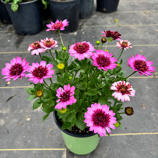 Osteospermum