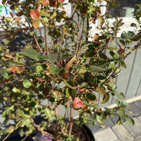 Crape Myrtle "Purple Magic"