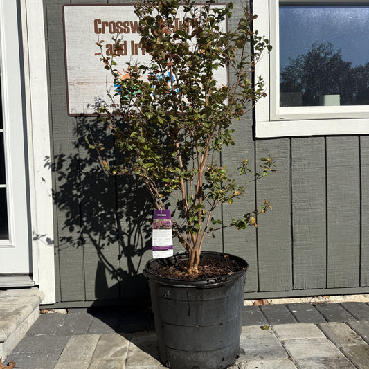 Crape Myrtle "Purple Magic"