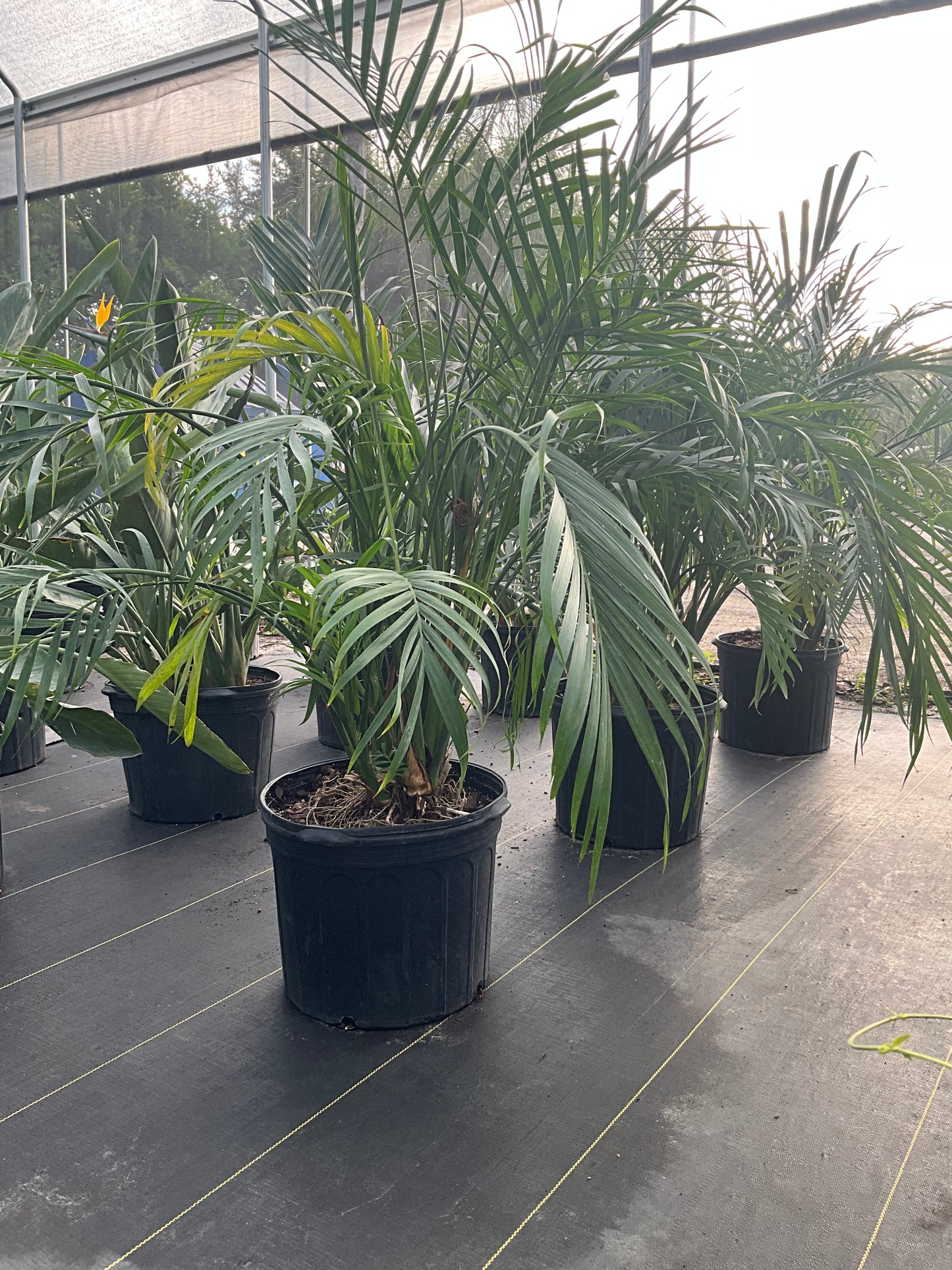 Cataractarum Palm