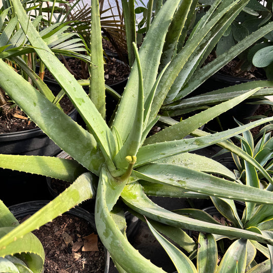 Aloe Vera