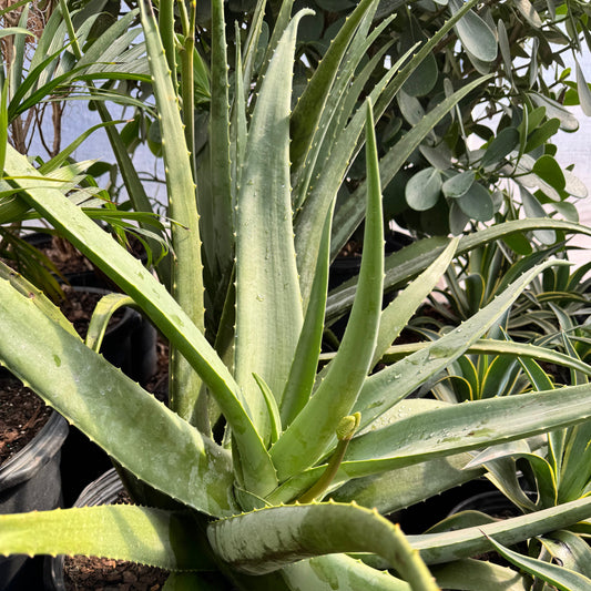 Aloe Vera