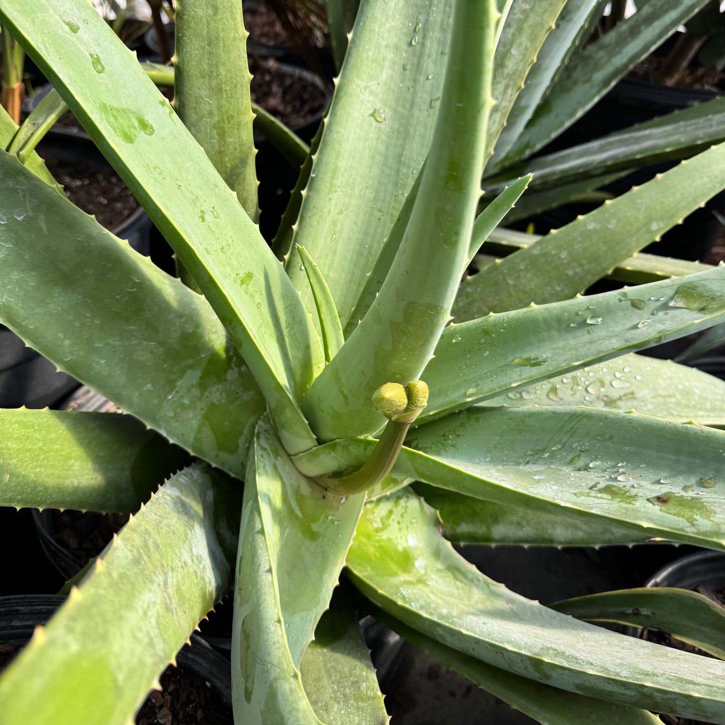 Aloe Vera