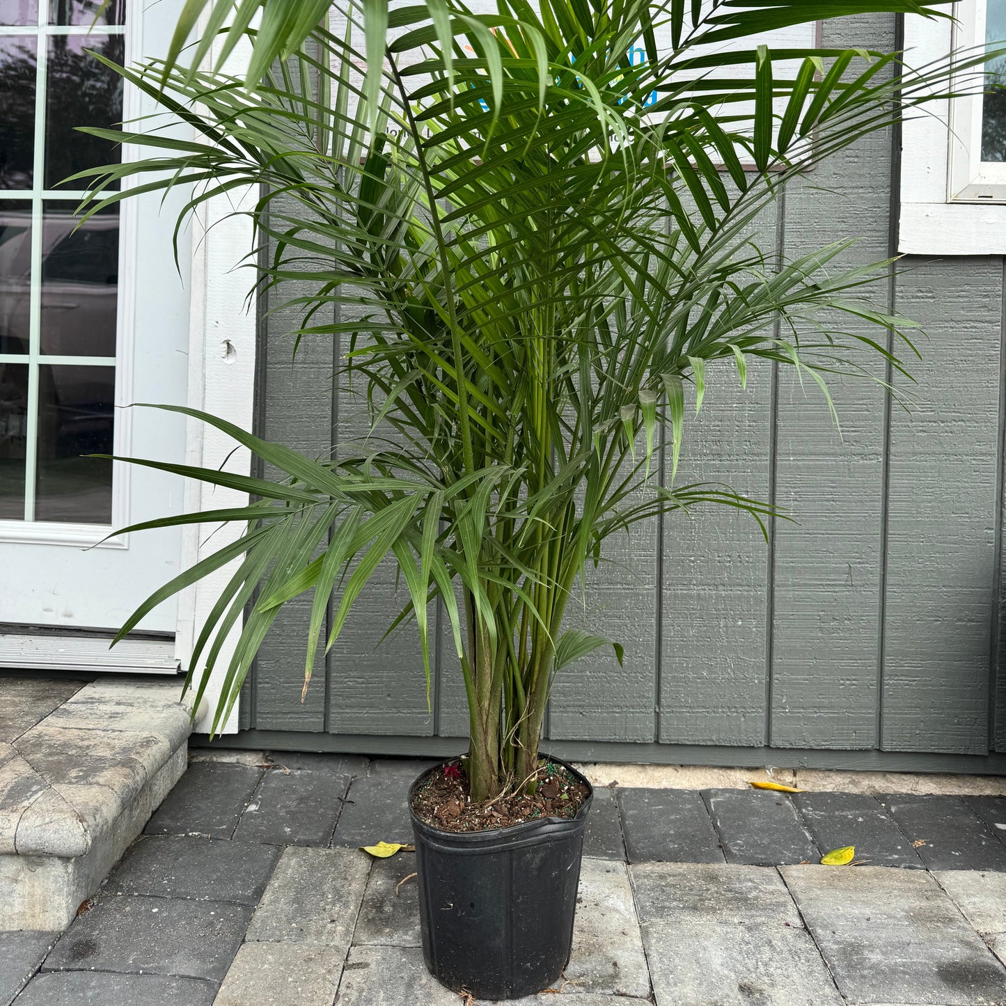 Majesty Palm