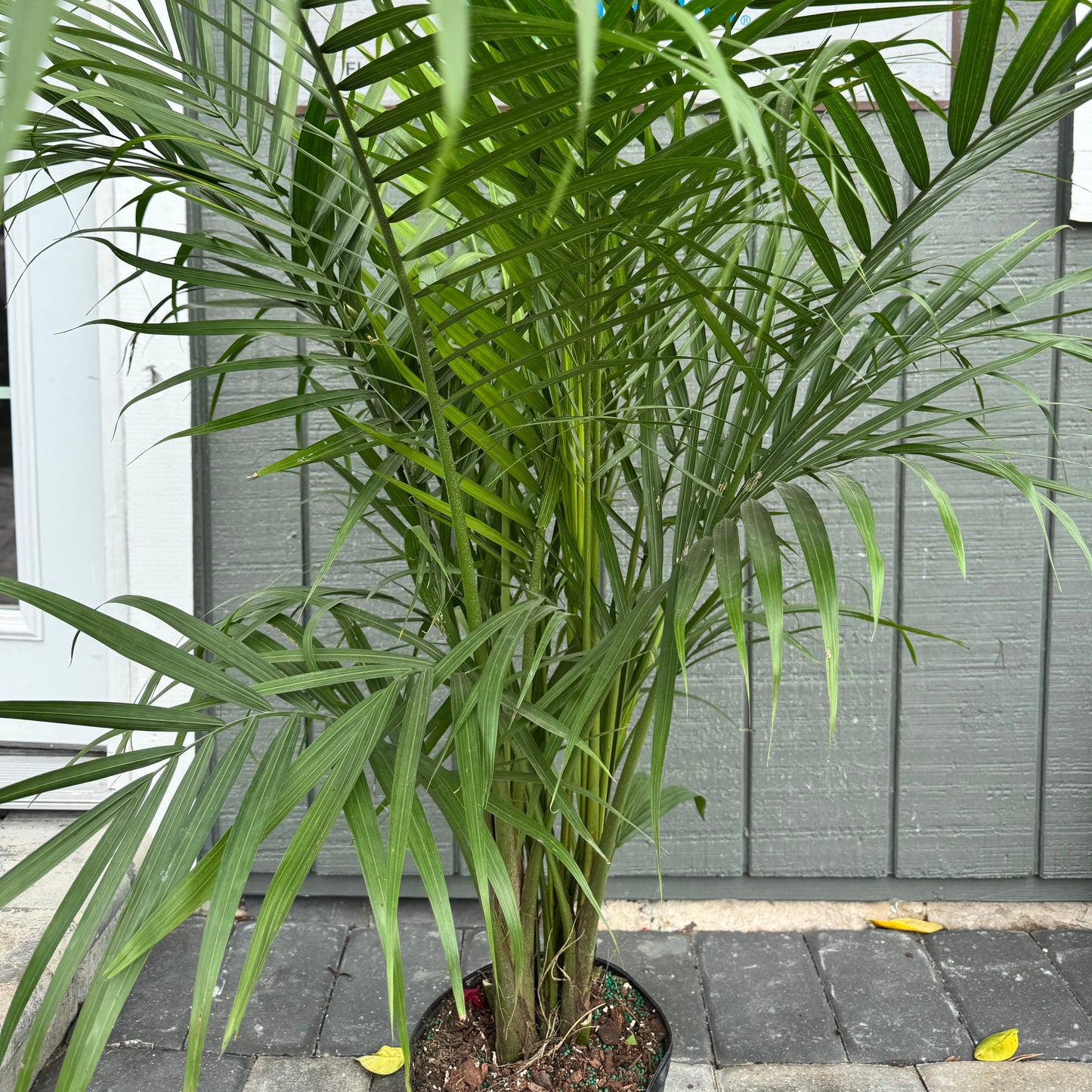 Majesty Palm