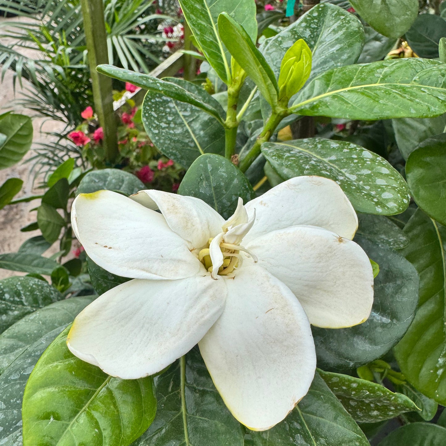 Gardenia Tahitian