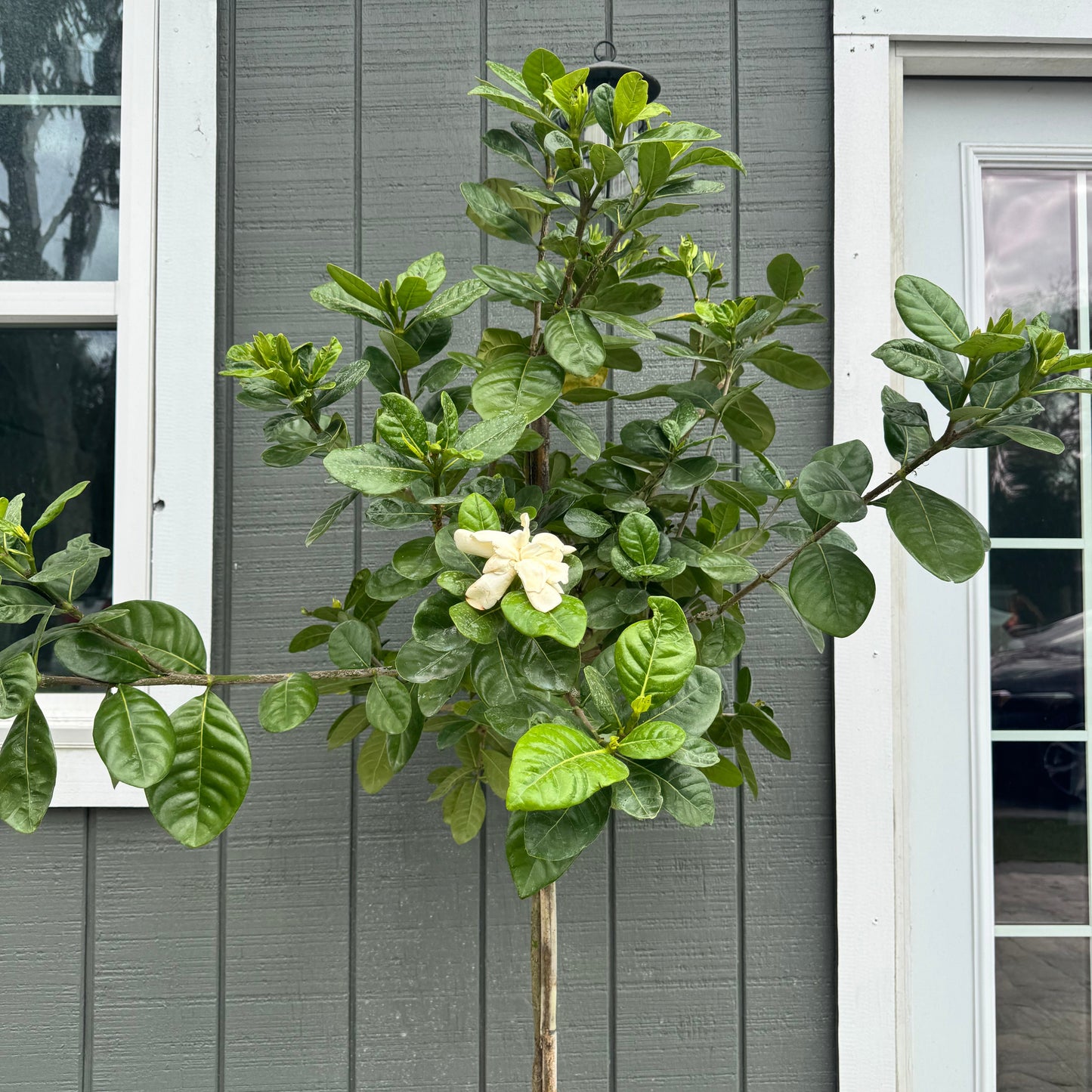 Gardenia Tahitian