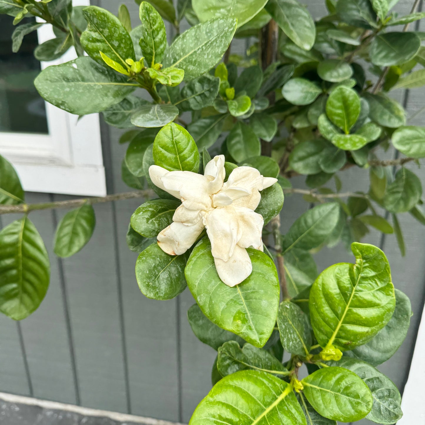 Gardenia Tahitian
