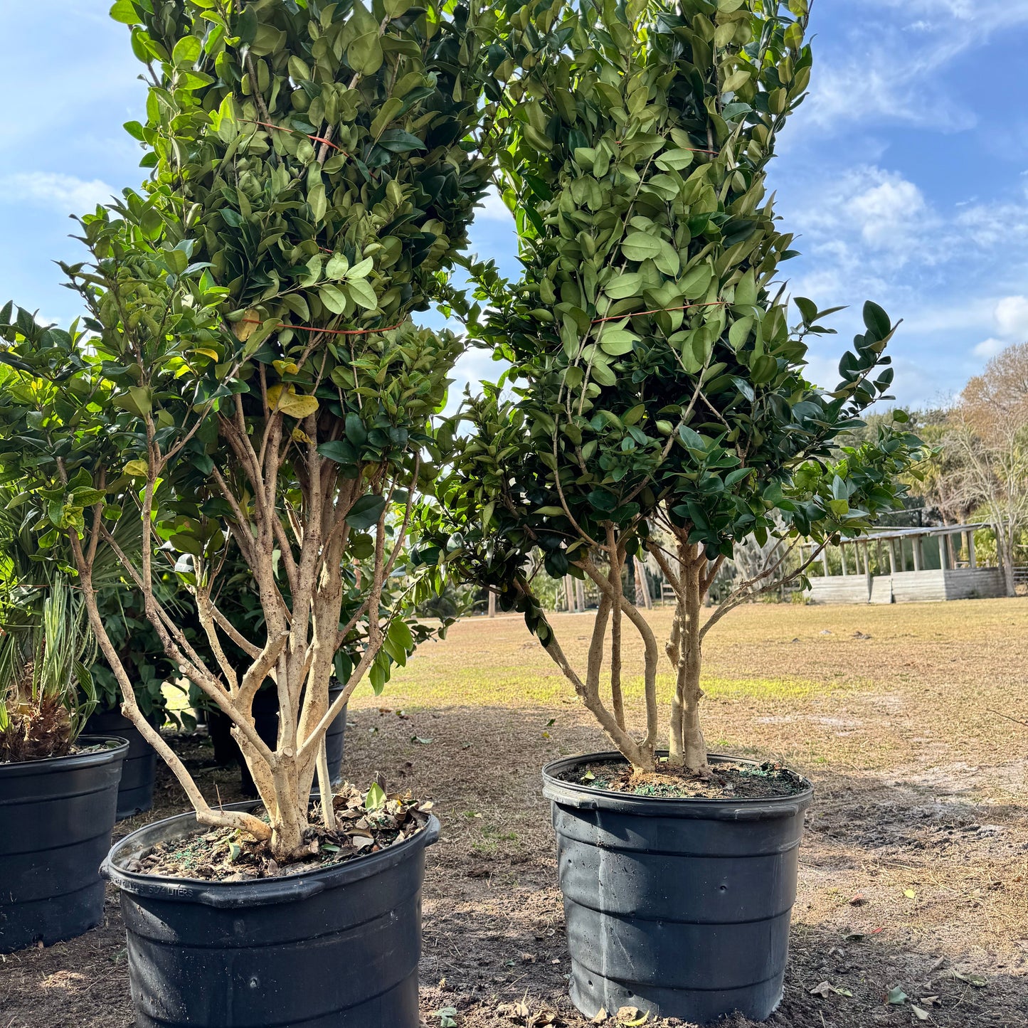 Ligustrum