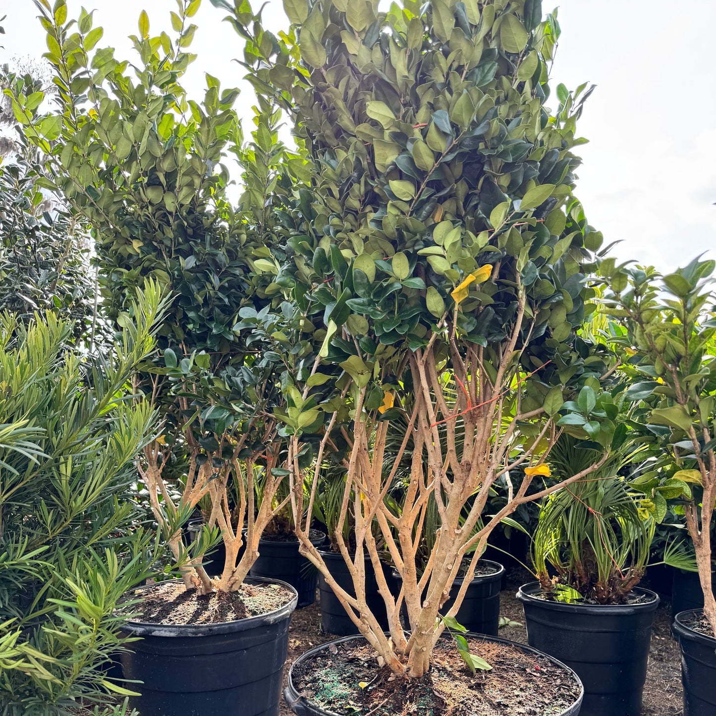 Ligustrum