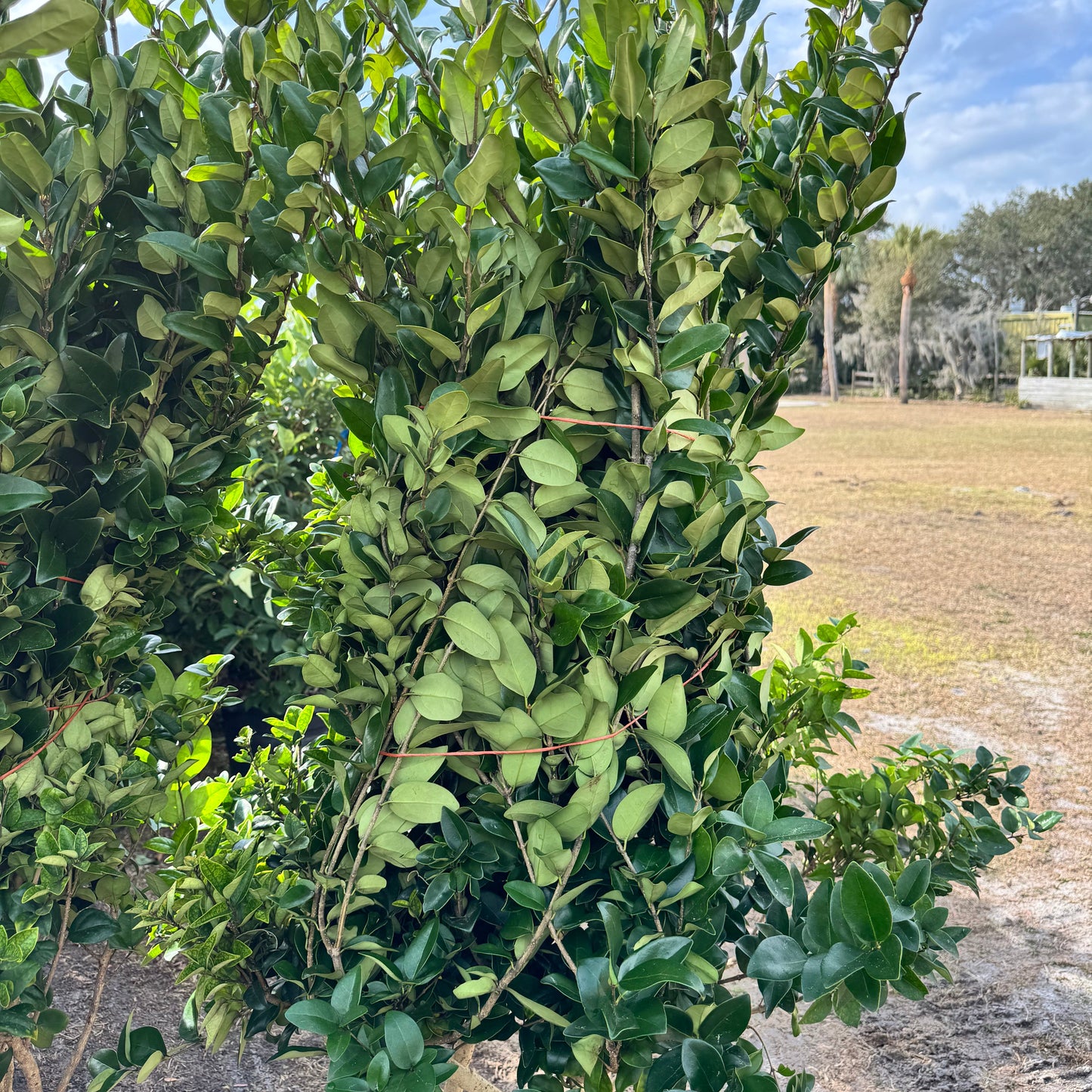 Ligustrum