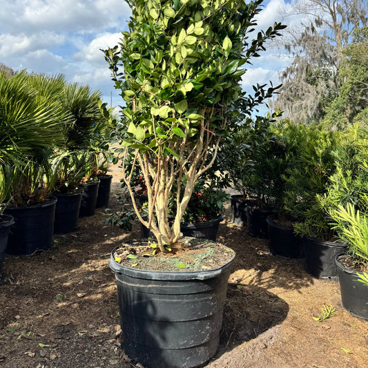 Ligustrum