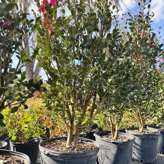Camellia Sasanqua