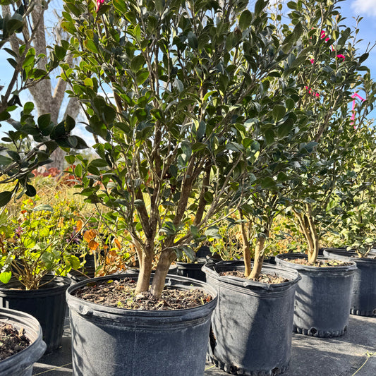 Camellia Sasanqua