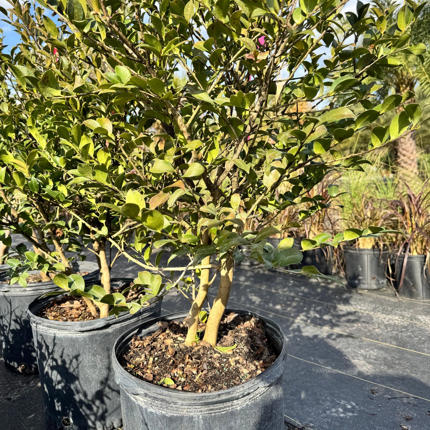 Camellia Sasanqua