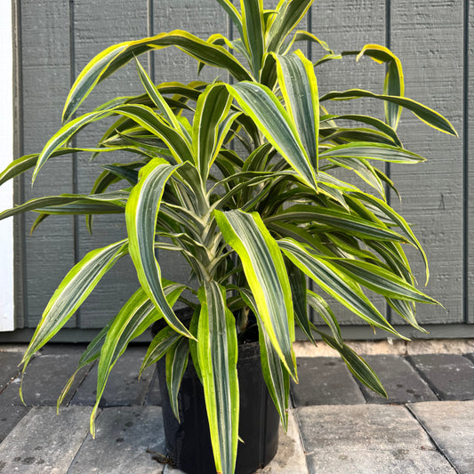 Dracaena Reflexa