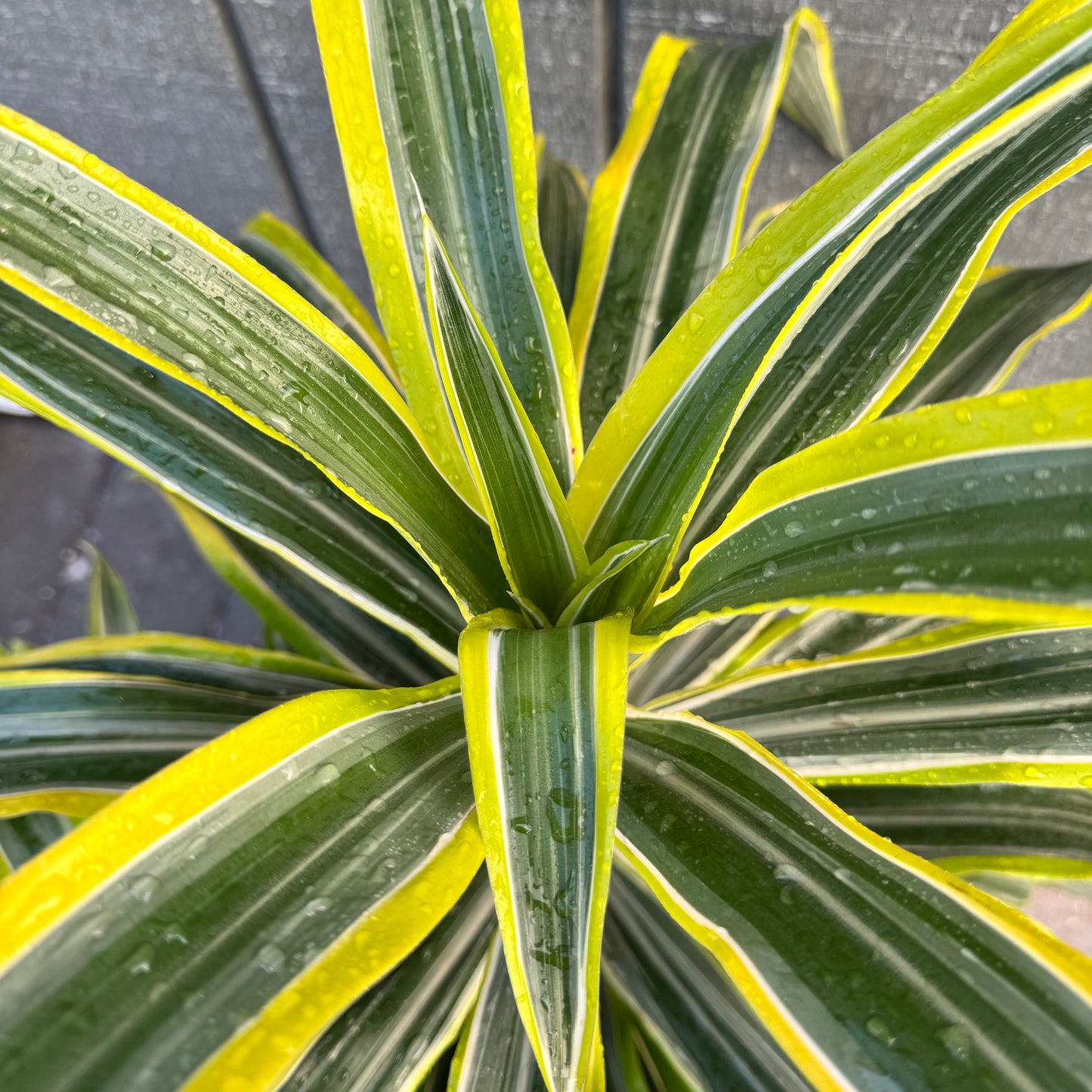 Dracaena Reflexa