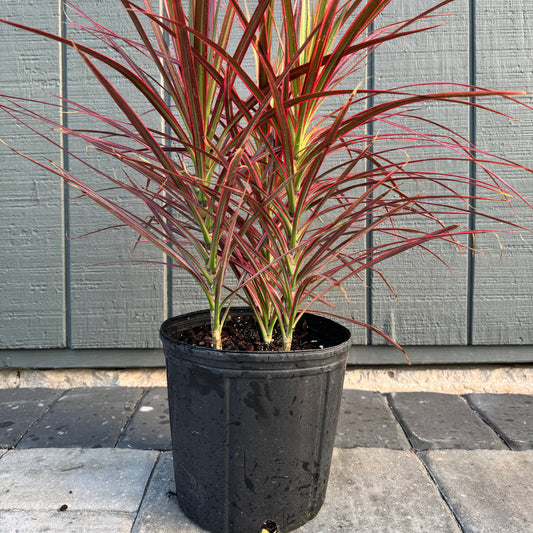 Dracaena Marginata