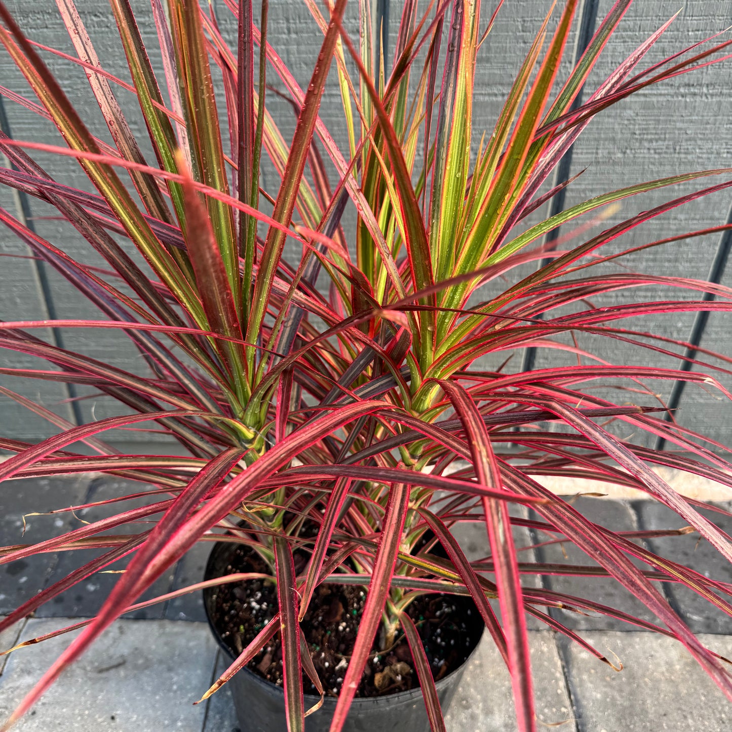 Dracaena Marginata