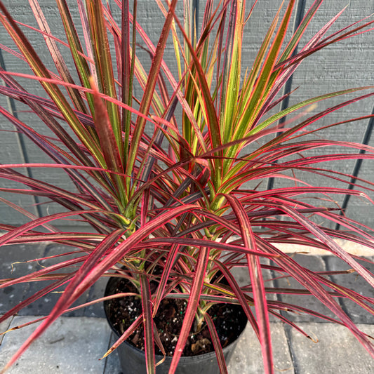 Dracaena Marginata