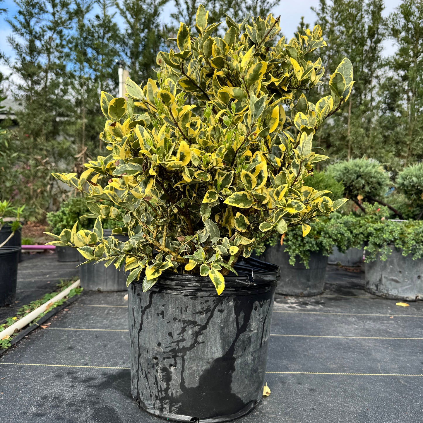 Jackfrost Ligustrum
