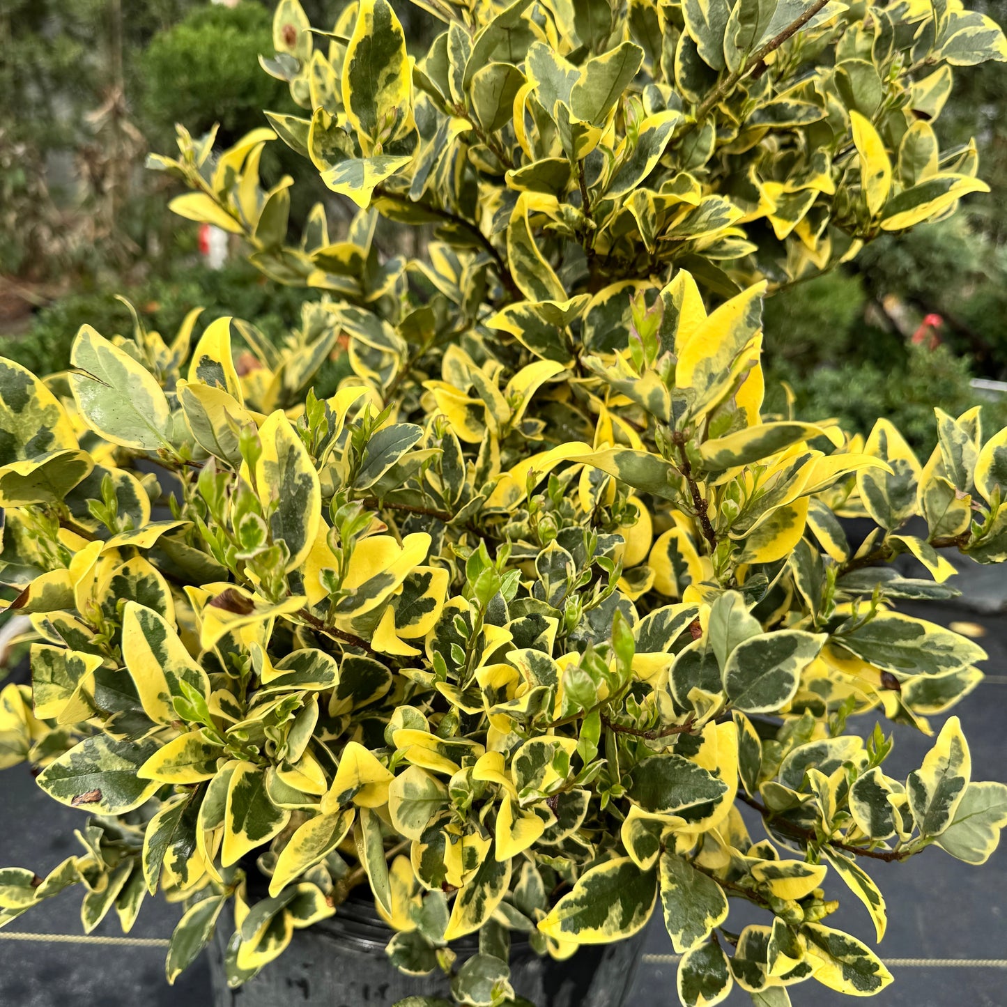 Jackfrost Ligustrum