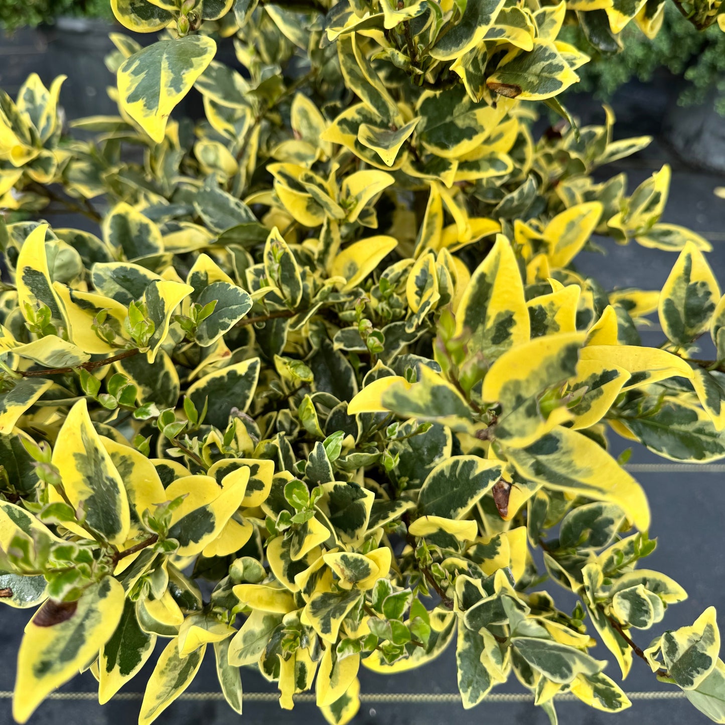 Jackfrost Ligustrum