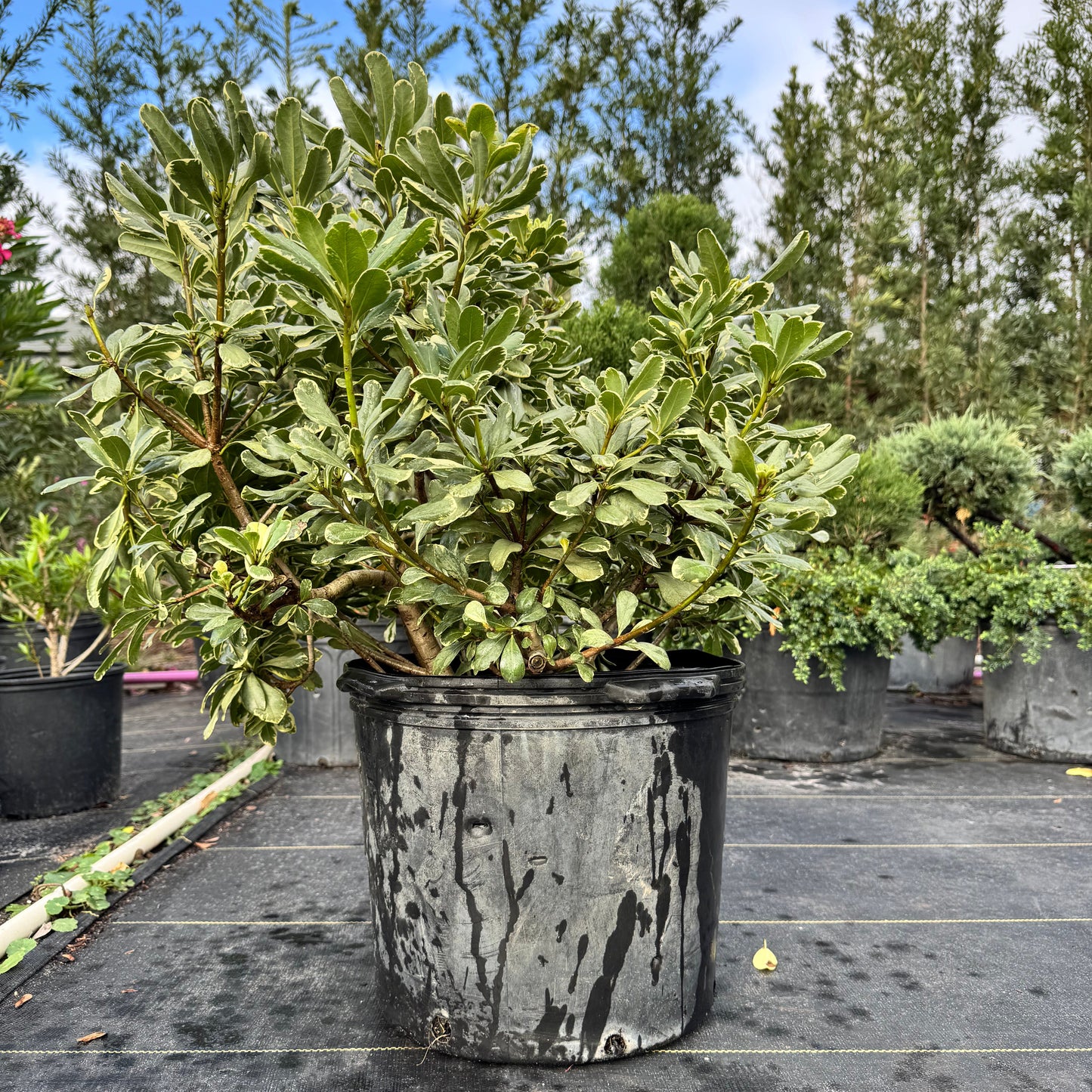 Jackfrost Ligustrum