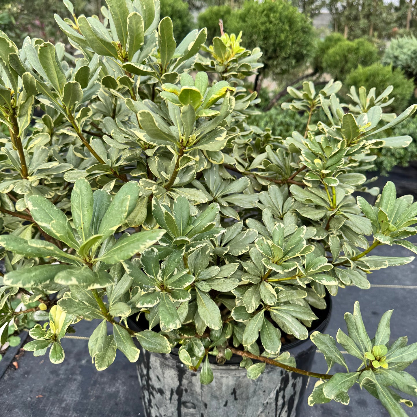 Jackfrost Ligustrum