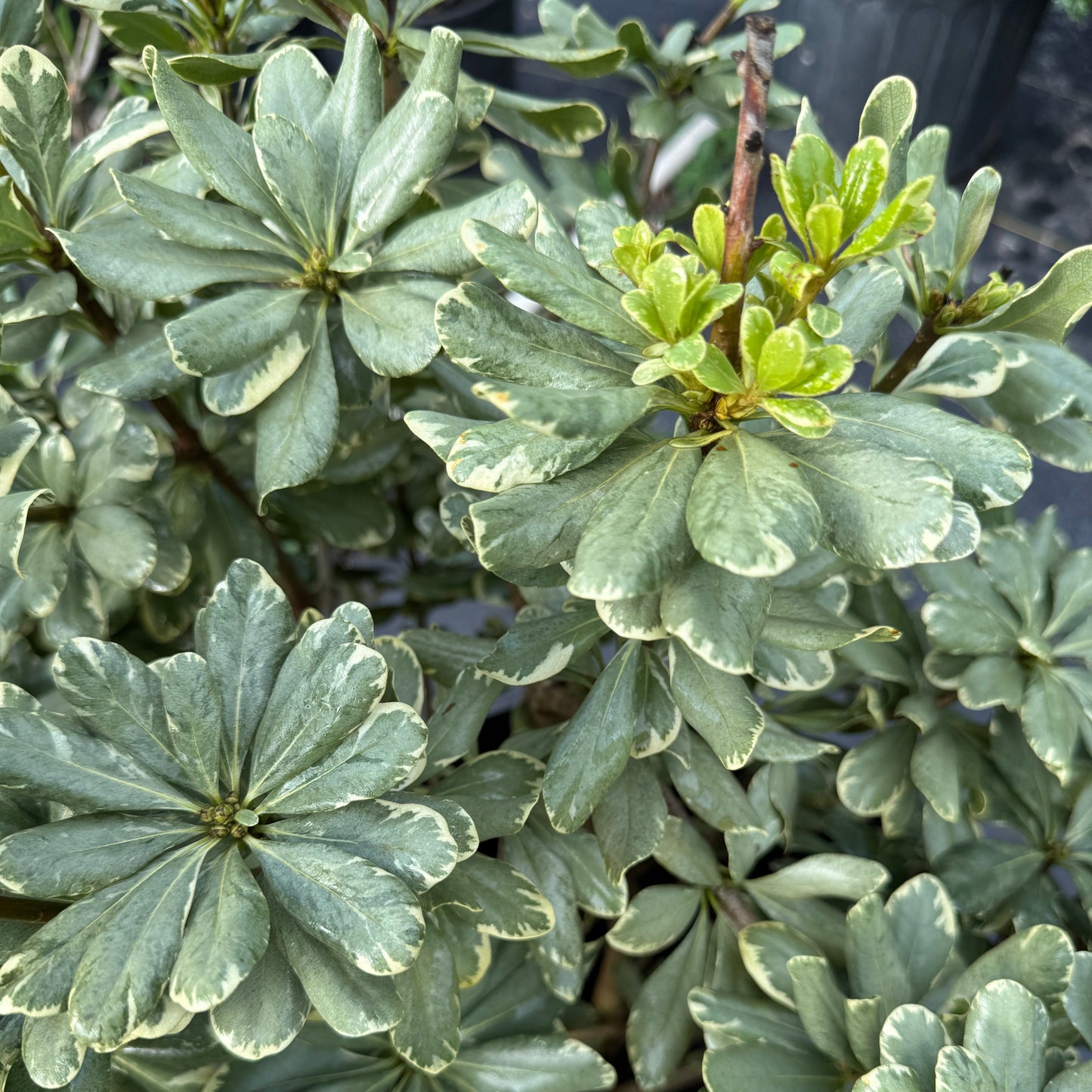 Jackfrost Ligustrum