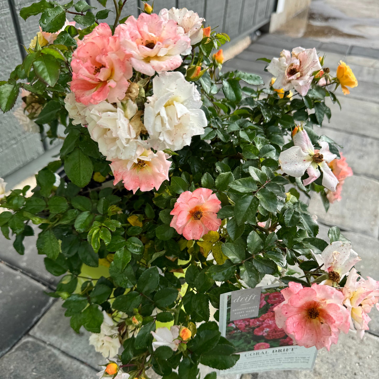 Rose Drift Assorted