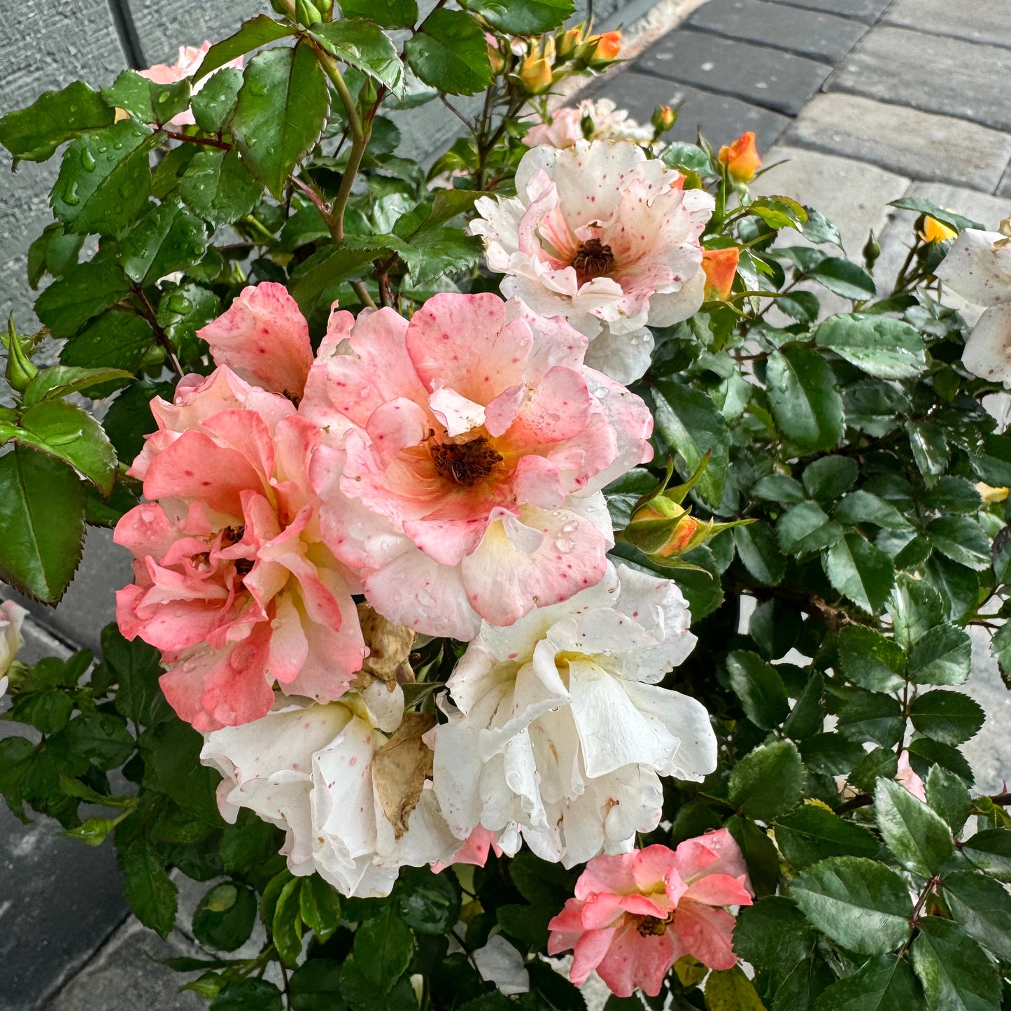 Rose Drift Assorted